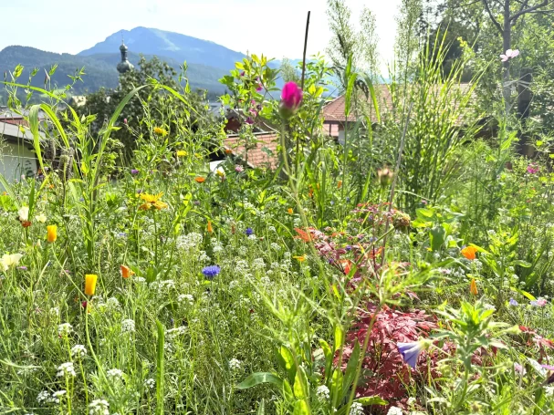 Gartenblick auf blühende Wiesen und Berge.
