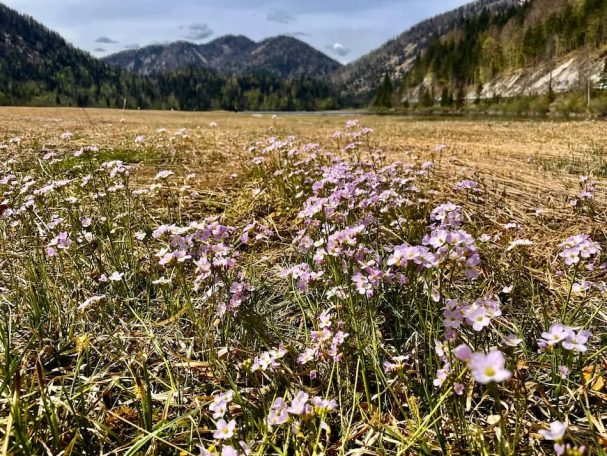  Weitsee im Frühling umrahmt von Blumen und  Bergen in Reit im Winkl.
