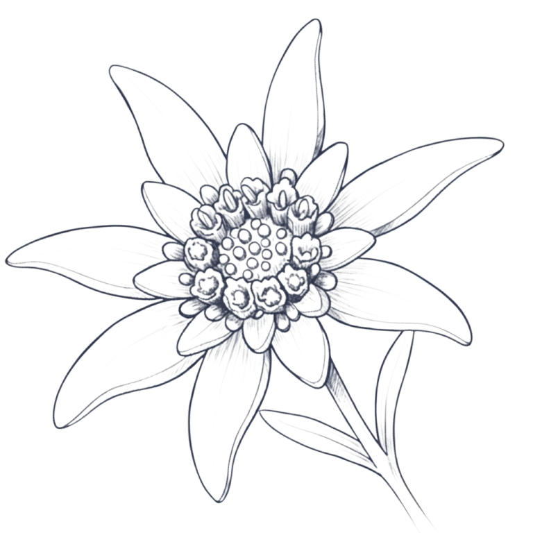 Ferienwohnung-Edelweiss-Haus-am-Wiesbach-logo-illustration-reit-im-winkl-chiemgau Handgezeichnete Enzian-Blume als Symbol für die Ferienwohnung Enzian im Haus am Wiesbach in Reit im Winkl, Bayern.