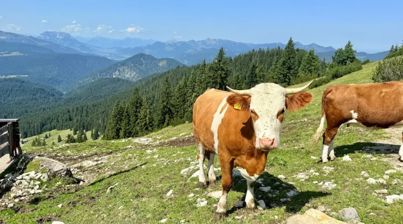 Lila Krokuswiesen auf dem Hochplateau der Hemmersuppenalm im April und Mai, erreichbar vom Haus am Wiesbach