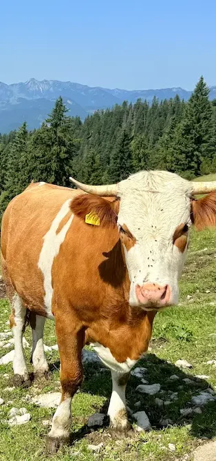 Urlaub im Haus am Wiesbach zwischen März und Juni t: Außenansicht vom Haus am Wiesbach in Reit im Winkl mit blühendem Garten und Bergblick während der Zwischensaison.